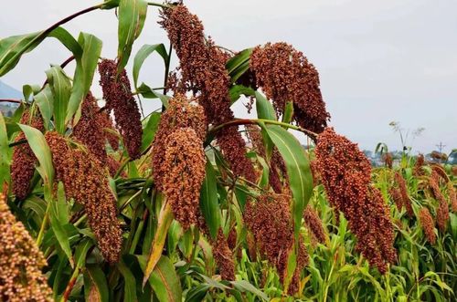 乐果农药的适用范围与禁忌