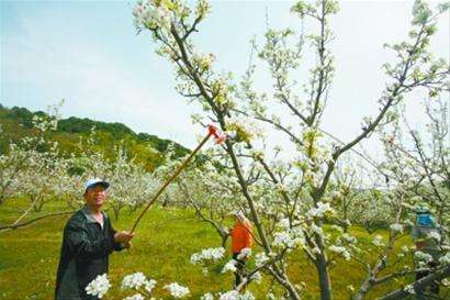 开花期间，浇水要小心