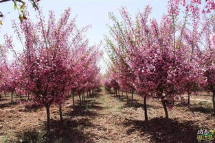 樱花、鸡爪槭、红梅，美不胜收