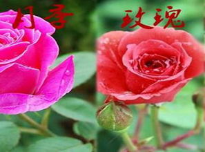 月季、 玫瑰、蔷薇：三姐妹花的不同风采