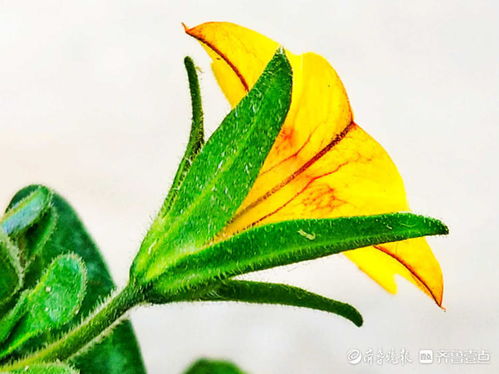 半边黄耐热性强，夏日绽放不褪色