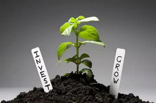 改良配方， 让君子兰绽放