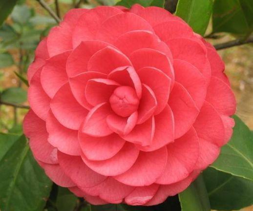 茶花土团到货，如何巧妙拆分