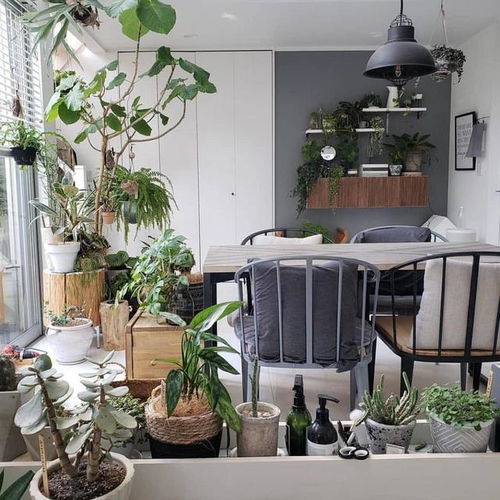“绿植环绕，温馨家居
