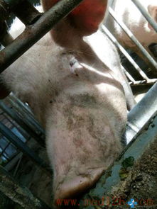 阿维菌素中毒，是不是这个原因呢？