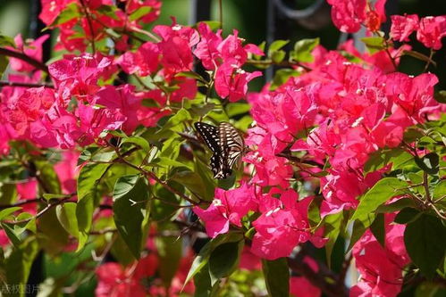 小编观点：去年我在夜市摆摊，发现卖得蕞好的永远是“三件套”——绿萝+多肉+空气凤梨。记住：新手选花要堪养护成本，那些需要每周换水的、每天晒太阳的，迟早会被扔进垃圾桶。