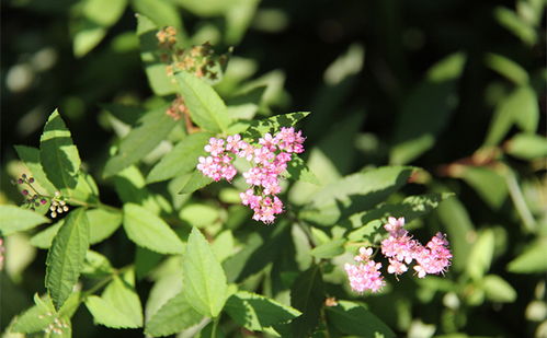 其他具有安神助眠功效的花草