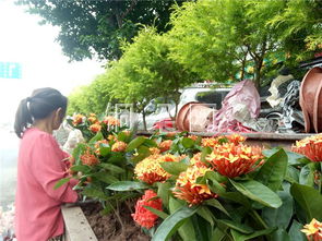 铜梁地区花卉种植指南