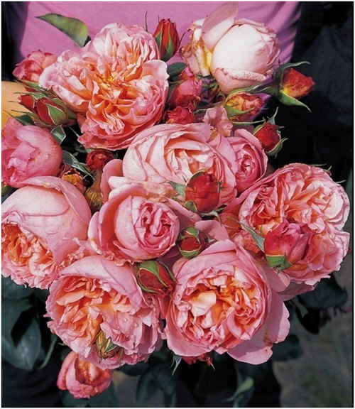 戴尔巴德月季公司简介