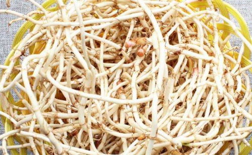 鱼腥草如何食用最健康？这些注意事项你了解吗