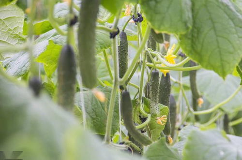 “在什么季节和气候条件下种植水果黄瓜最适宜