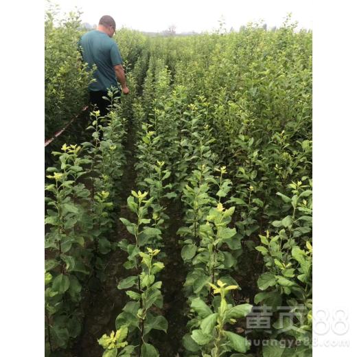 春天播种，真的靠谱吗？