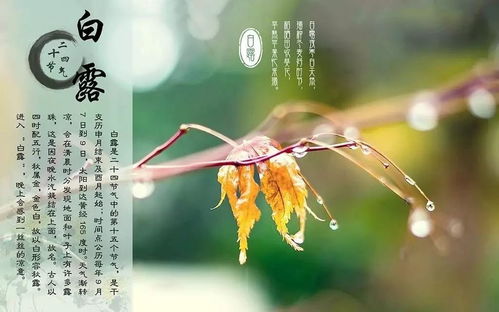 “白露身不露”源于民间，指白露时节不宜裸露身体