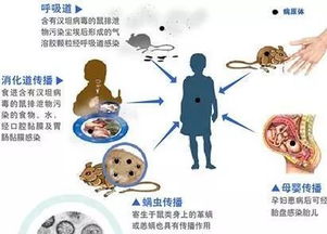 那这东西对肾脏有啥影响呢？