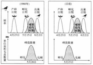 橡果种子， 得先催芽再种，这可是硬道理！