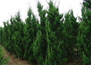 造型多样， 艺术感十足