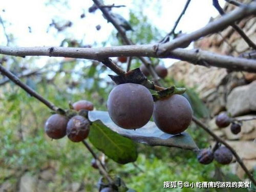 柿子树、 枣树，绿化又产出