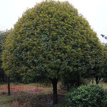五、 桂花树苗价格亲民，品质上乘