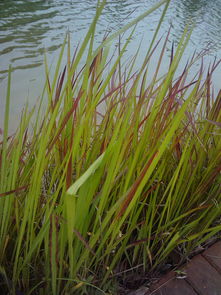 为什么有些草会变红？