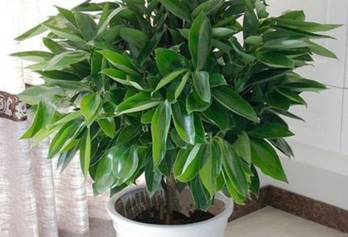 营养液喷洒平安树的疑问解答