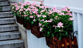 耐旱植物：阳光下的坚强生命