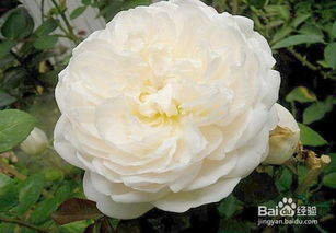 春天种植，皇家胭脂月季与皇家红月季谁geng胜一筹？