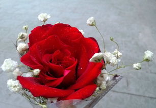 玫瑰的颜色， 不仅仅是红色