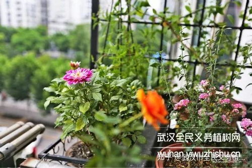 汉合花叶斑点双，为何独此一株