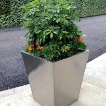 花箱种植百合，选择品种与光照