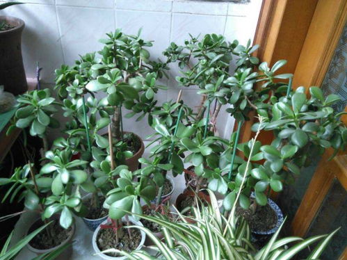 浇水与施肥：冬季的忒别注意事项