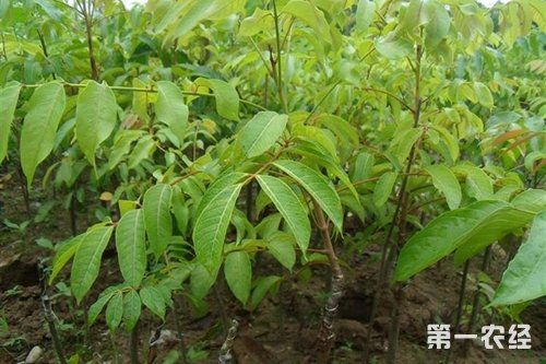 播种的“懒人养法”