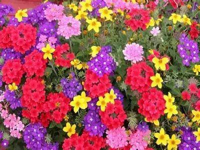 那片神奇的绿化带