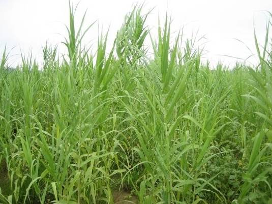 雪松林带，噪音减少9分贝