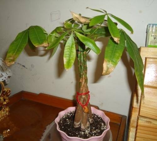 浇水， 这可是门大学问