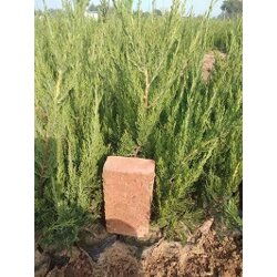 小龙柏苗木的价格之谜