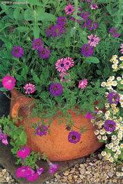 花草的五彩斑斓