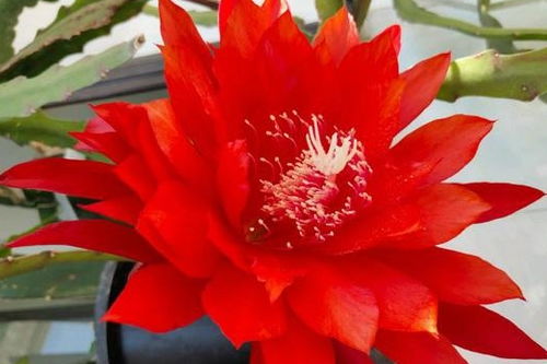 荷花的生长条件