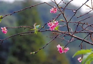 樱花之梦：寻找那片粉色的海洋