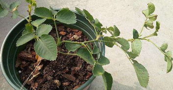 新笋成熟度不高， 冬天会冻掉吗