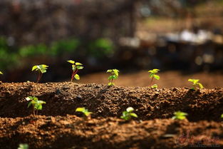 土壤积水，还是病虫害？