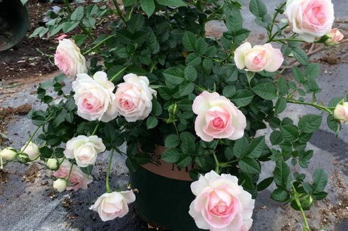 重剪月季的后果：你知道吗？