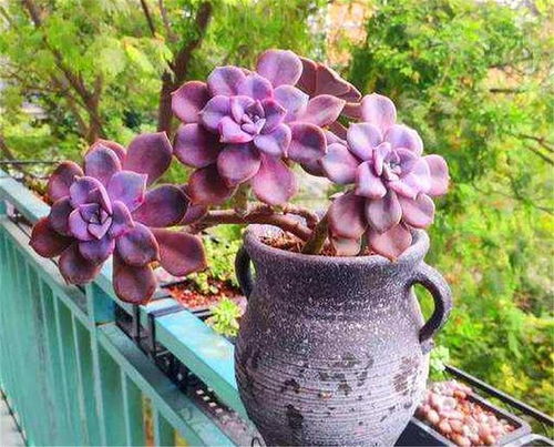 浇水，是一门学问