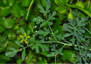 多年生草本植物：角落的风景画