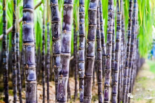 春天甘蔗苗的神奇之旅：从播种到成活