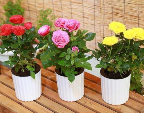 原因二：施肥不当