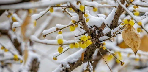 梅花枝怎么养多久开花？花开时节