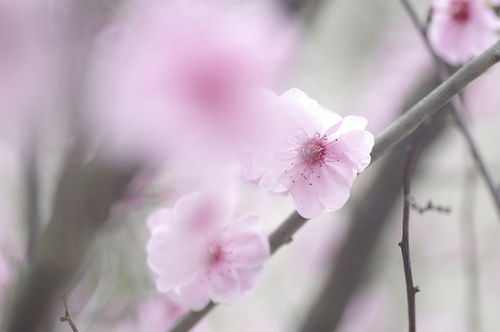 送老公生日花选什么？寓意好