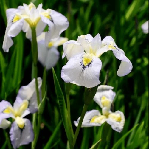 花菖蒲的花语：美的象征