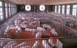 冬季猪舍如何降低湿度和毒气危害？养猪人必kan解决方案！