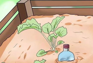 不同花卉的浇水方法